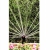 DYSZA RAIN BIRD RN 17-24H Rotacyjna